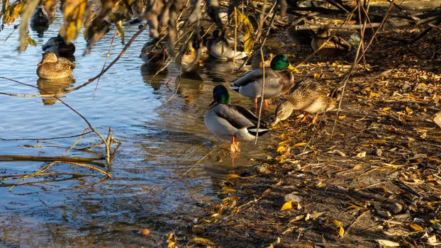 Wild ducks on the lake. Ducks, drakes sit, swim eat