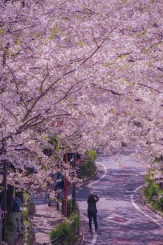 Shibuya Sakura Saka and in full bloom cherry blossoms. Shooting Location: Tokyo metropolitan area