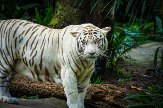 White tiger in jungle. Shooting Location: Singapore