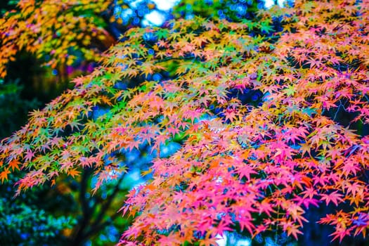 Image of autumn leaves in the Japanese garden. Shooting Location: Tokyo metropolitan area