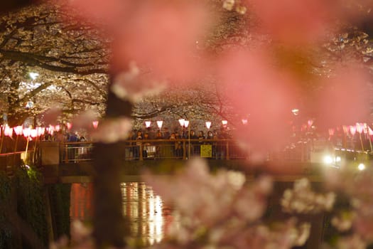 Image of Night Sakura of Meguro River. Shooting Location: Tokyo metropolitan area