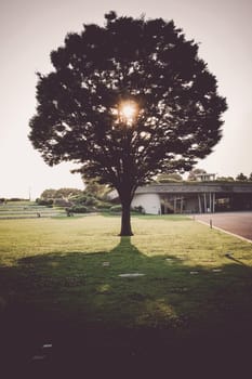New green large tree and sunshine. Shooting Location: Tachikawa City, Tokyo