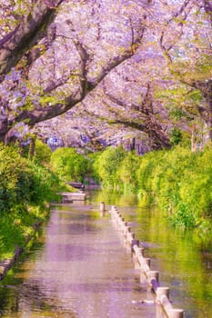 Cherry blossoms of two water (Haruka Haraku Sakura Tanaki). Shooting Location: Kawasaki City, Kanagawa Prefecture