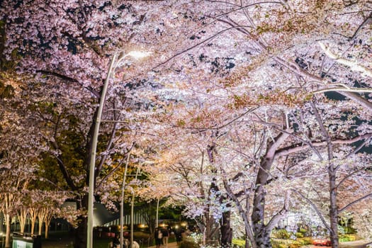 Cherry blossoms in Tokyo Midtown. Shooting Location: Tokyo metropolitan area