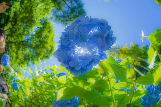 Blue hydrangea and new green. Shooting Location: Kamakura City, Kanagawa Prefecture