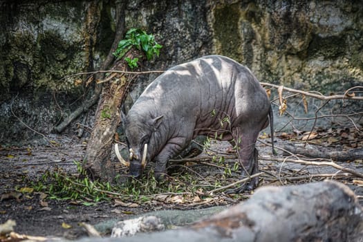 Wild Babirusa image. Shooting Location: Singapore