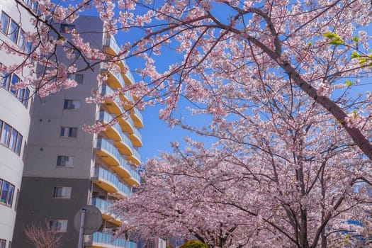 Cherry blossoms and towns of the full bloom of the Sakiko River. Shooting Location: Yokohama-city kanagawa prefecture