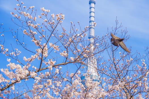 Sky Tree and Cherry blossoms and pigeons. Shooting Location: Tokyo metropolitan area