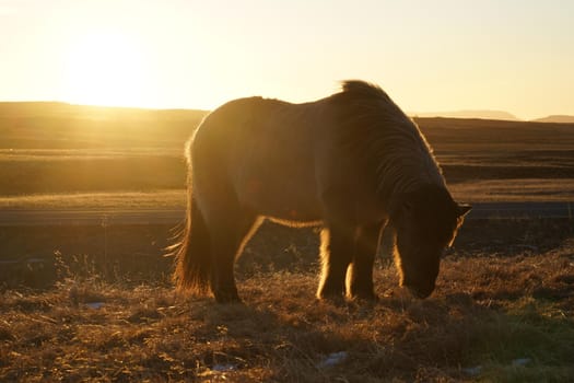 Iceland Horse (at the meadow of Iceland). Shooting Location: Iceland, Lay Cavik