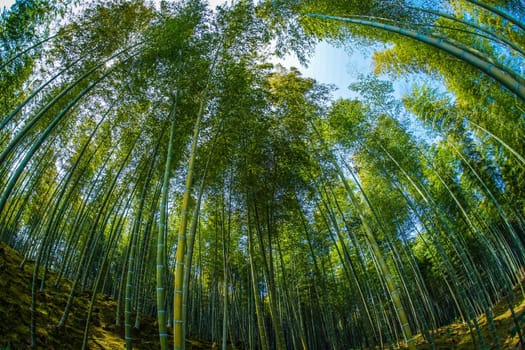 Bamboo forest of Kyoto and Arashiyama. Shooting Location: Kyoto