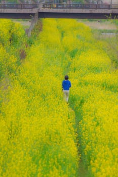 People walking on yellow vegetables flower field. Shooting Location: Tokyo Chofu City