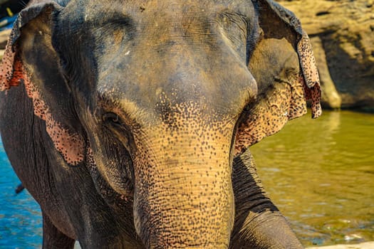 Wild elephant image (Sri Lanka Pinnala). Shooting Location: Sri Lanka