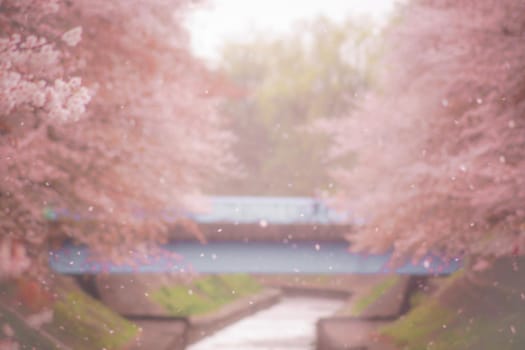 Sakura snowstorm in Yoshimoji Green Area Park. Shooting Location: Tokyo metropolitan area