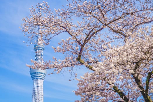 Tokyo Sky Tree and Sakura. Shooting Location: Tokyo metropolitan area