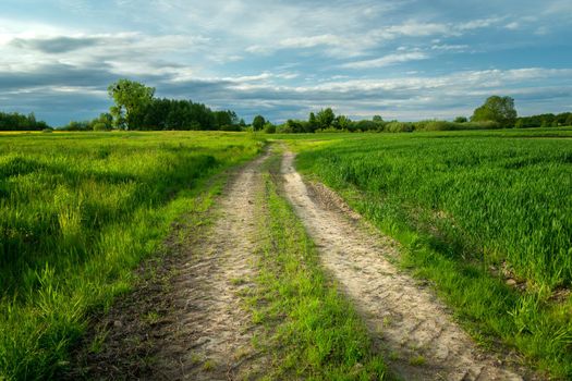 A country road and intense green fields, Zarzecze, Poland