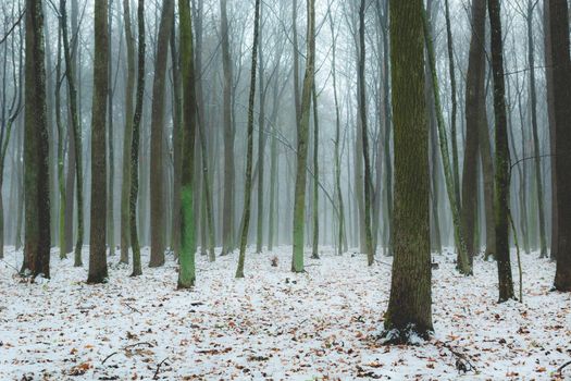 Hazy winter forest and slender trunks of trees, december day
