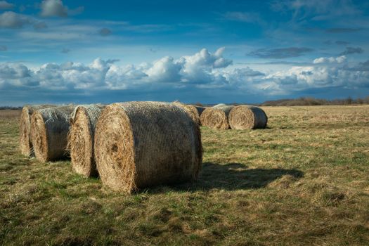 Round hay bales on a meadow and cloudy sky, spring day