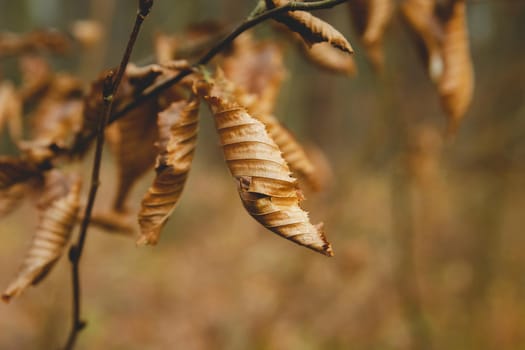 Dry autumn leaves on a tree branch, close up