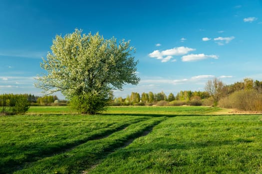 Blooming bush on a meadow with a dirt road, spring day