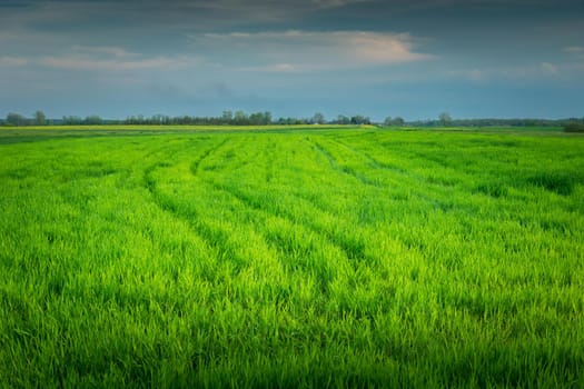 Large green field with young grain, spring day, Czulczyce, Poland