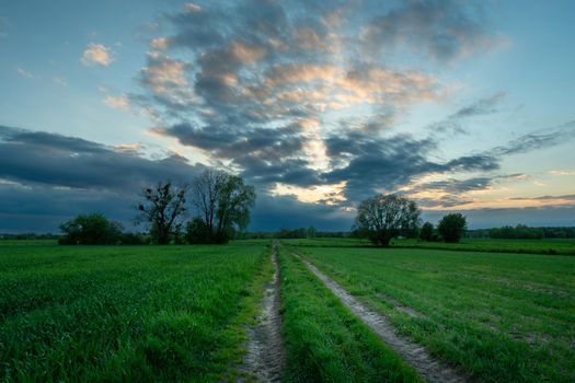 Dirt road through green fields and evening sky, spring evening