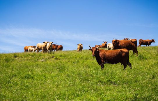 Salers cows in the pasture in Auvergne, France