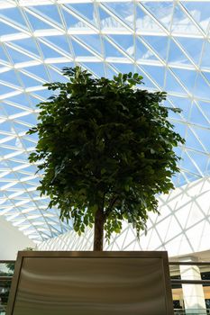 Green tree inside a big modern shoping mall. Glass roof, view from below