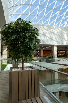 Grodno, Belarus - April 07, 2021: Green tree inside a big modern shoping mall Triniti. Glass roof, view from below