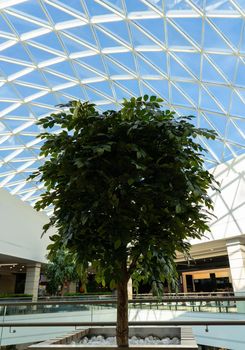 Green tree inside a big modern shoping mall. Glass roof, view from below