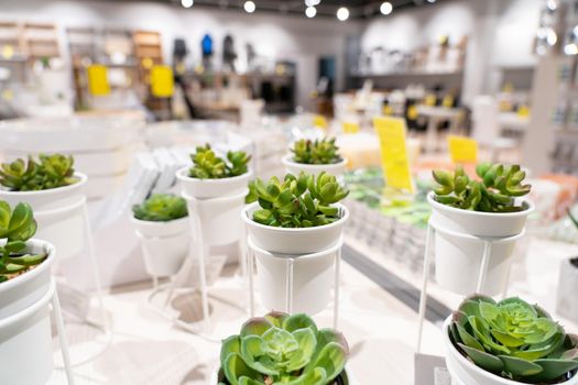 Interior of furniture and decor store. Department for the artificial flowers.