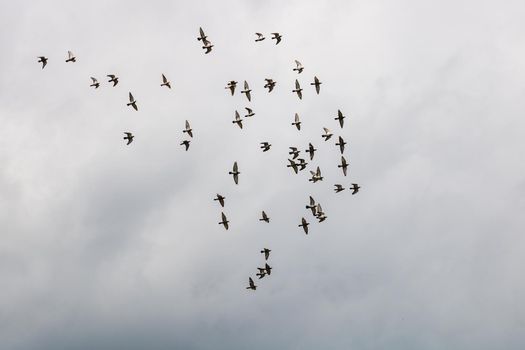 Many pigeons birds flying in the cloudy sky