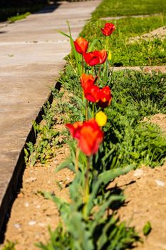 Red tulips in the flowerbed in spring