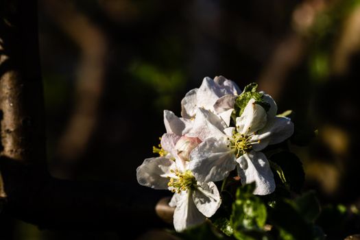 Spring flowers in the garden. Countryside life