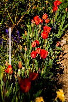 Red tulips in the flowerbed in spring