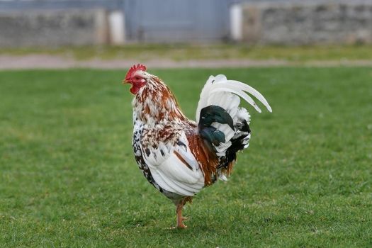 Black and white rooster in the barnyard on a grass