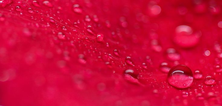 Background of red rose petals with dew drops. Bokeh with light reflection. Macro blurred natural backdrop. Soft focus