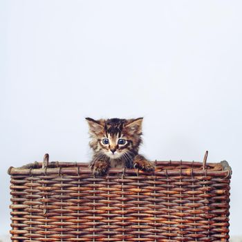Studio shot of an adorable tabby kitten sitting in a basket.