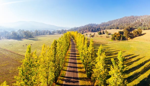 The iconic Gould Memorial Drive in autumn colours on the Buxton-Marysville Rd near the country town of Marysville in Victoria, Australia