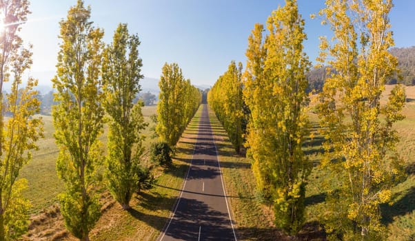 The iconic Gould Memorial Drive in autumn colours on the Buxton-Marysville Rd near the country town of Marysville in Victoria, Australia