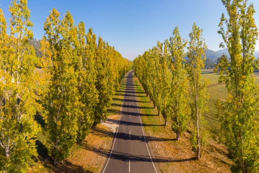 The iconic Gould Memorial Drive in autumn colours on the Buxton-Marysville Rd near the country town of Marysville in Victoria, Australia