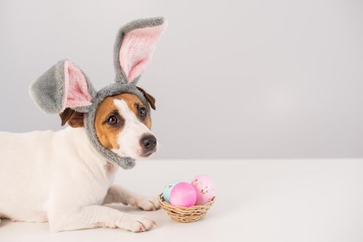 Funny dog Jack Russell Terrier in a bunny costume with a basket of painted eggs on a white background. Catholic Easter symbol.