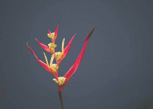 Real beauty nature. Strelitzia, bird of paradise, crane lily plant. Red pink blossom tropical exotic unic flower narrow petal yellow bloom. Light gray background. Copy space. Botanic floral design.
