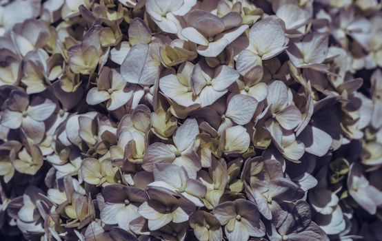 Abstract real beauty nature background. Shadow dark pink purple blue yellow. Hydrangea flower bloom inflorescence. Botanic greenhouse garden plant. Floral design decor. Summer. More tone in stock.