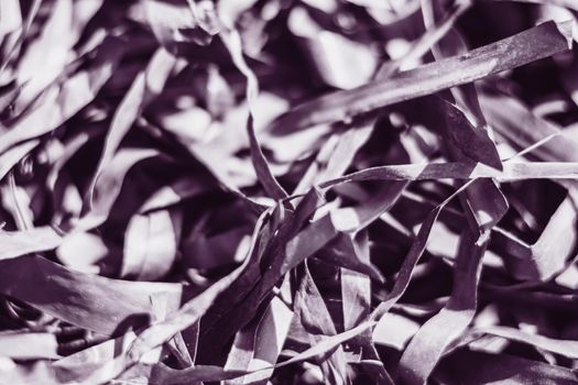 Abstract real photo beauty blur background. Bunch heap pile long narrow leave nature dry material rubbish stack. Copy space texture. Maze life confusion concept. Dark light tone Black lilac purple.