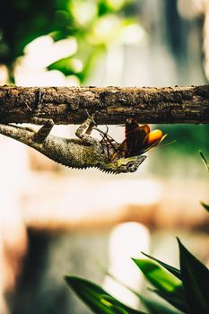 VERTICAL Macro close-up photo captures moment big gray lizard eat devourie prey swallow still fluttering brown beetle cockroach sit on branch. Green bright nature background. Life struggle, ecosystem.