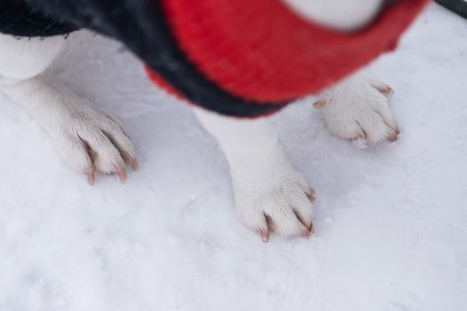 Close-up of dog paws on white snow