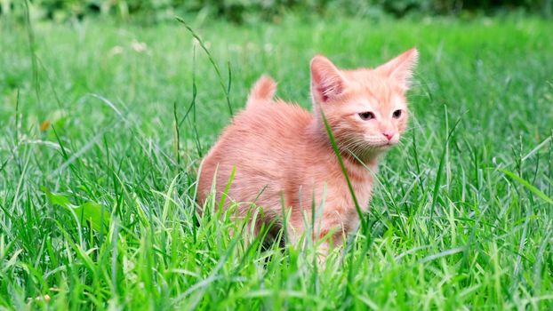 Funny playful hungry ginger curious tabby kitten walks on grass outdoors in the garden and looks around. Pet care, healthy eating concept.