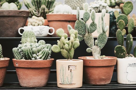 Botanic greenhouse garden, shop. Cultivation Ornamental real cactus in pot row beauty. Green grow cacti prickly flower blossom bloom. Summer floral design home decor. Collection various house plant.