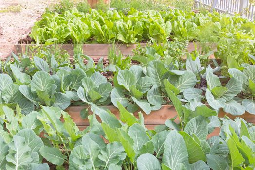 Flower beds with lettuce, broccoli, spinach, herbs, High quality photo
