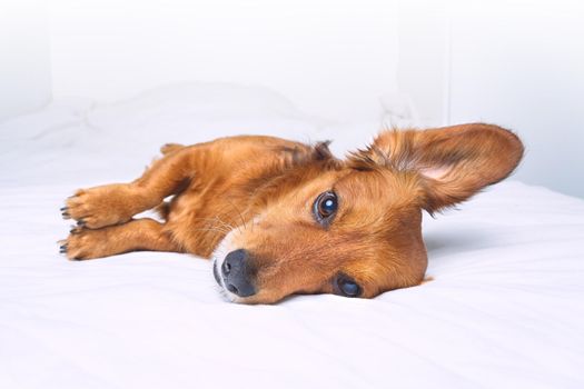 Beautiful funny brown long haired dachshund dog lying on the white bed. High quality photo
